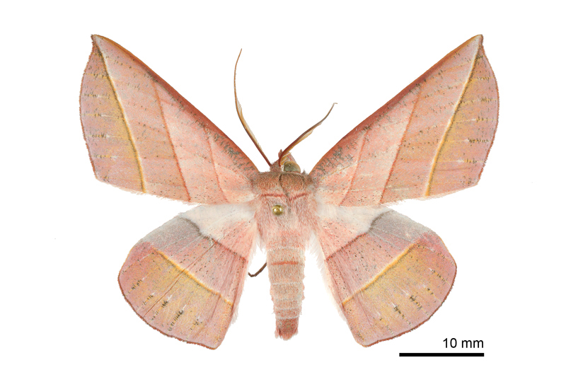 Sarcinodes yeni Male